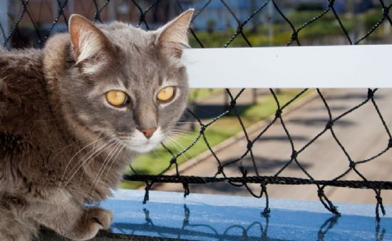 רשת למרפסת לחתולים וחיות מחמד