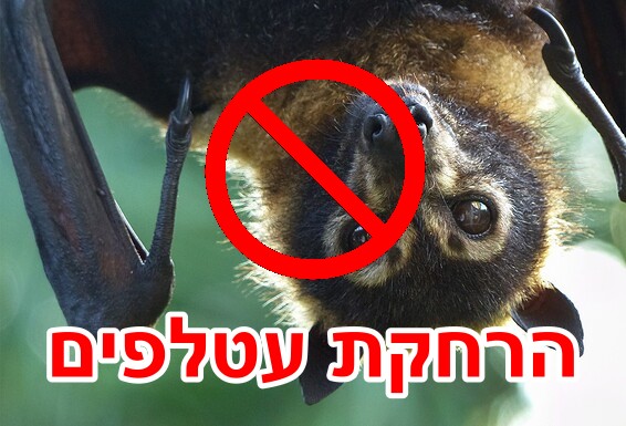 הרחקת עטלפים