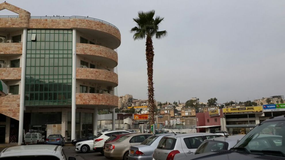 הרחקת יונים בטבריה