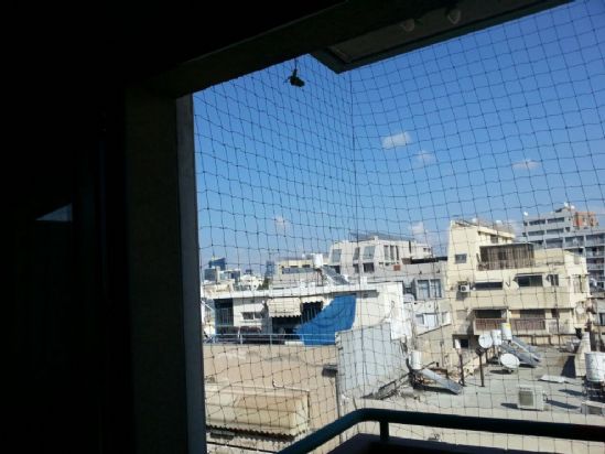 רשת להגנה על חתולים